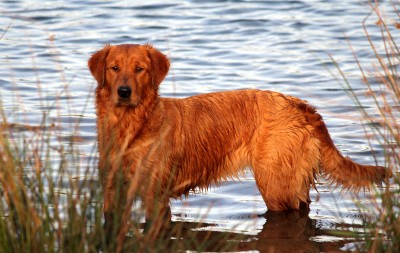 ambertrail golden retrievers gundogs be gundog retriever website ambertrail golden retrievers gundogs be gundog retriever website