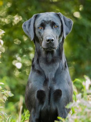 Woodfen Gundogs Wildrose