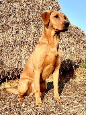 Lucky Labrador's Dorus Duke