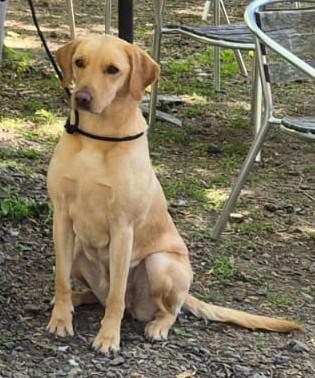 Wood Fen Gundogs Viola