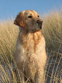 Charming Golden Quila Luca Memory Kiss ArbeitsCH