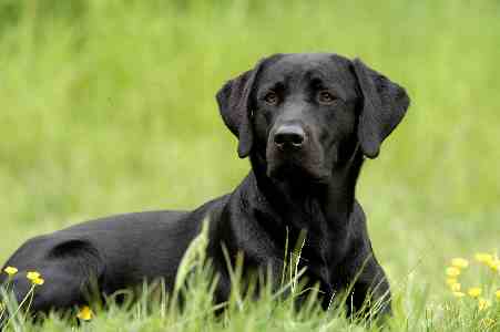 Joryland's Black Jack