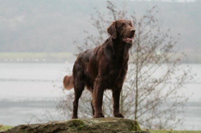Keep an eye on AHA's Amadeus