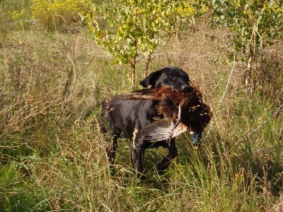 Glenbriar Rye