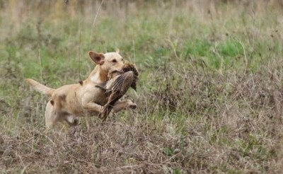 Kroonkennel's Javelin