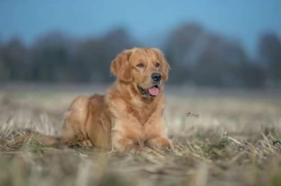 Nette's Golden Tal Flashlight Finnegan