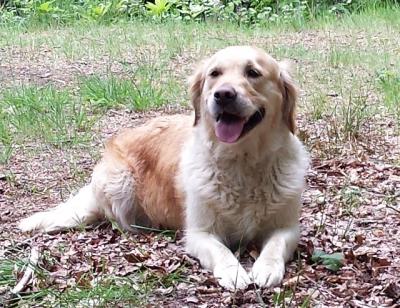 P'ZZAZZ Princess in Puddles of Love (Pippa)