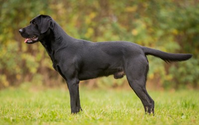 Blackthorn Rascal (Rudi)