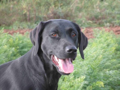 Kroonkennel's Okira