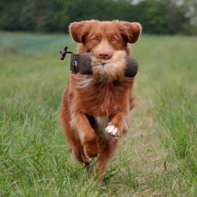 Remington of Red Glory