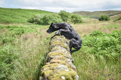 Gundog's Choice Flame (Lemmy)