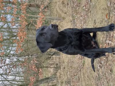 Preziuos Pippa of Hunter's Wish