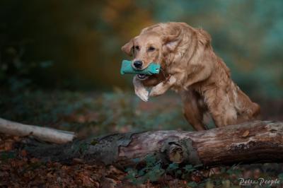 Kroonkennel's Seppe