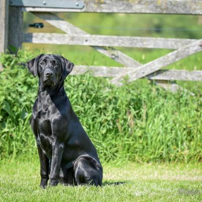 KROONKENNEL'S Rosy Pippa