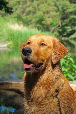 Scout Golden Lovers Thor