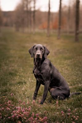 KROONKENNEL'S TRUST ME PIPPA