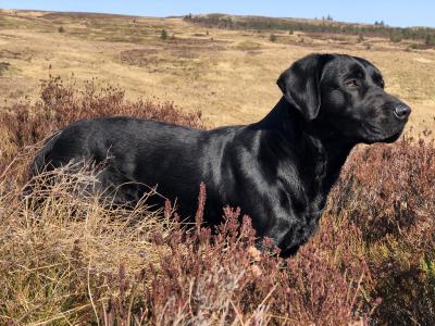OFTW Jax From The Gundog Farm