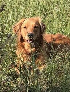 Breeze my Melodie of Golden Spirit 
