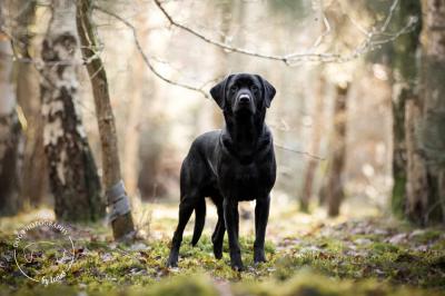 Beautiful Hunter Willow
