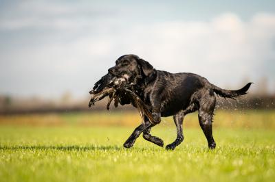 Brody van het Muntenbos