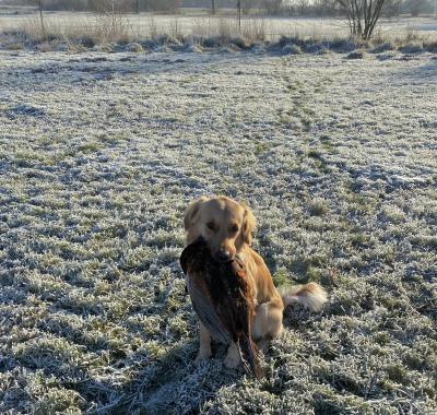 Munkerup's Pippa