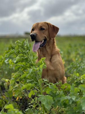 Kingsdale Meadow Fellow