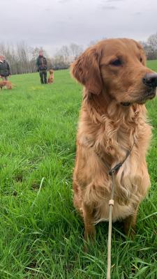 Kroonkennel's Whiskey “Finn”