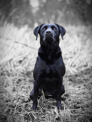 Wood Fen Gundogs Viva La Vida