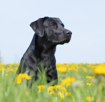 Silva Nigra Labrador Byleist