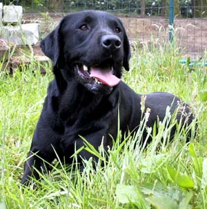 Labrador Retriever